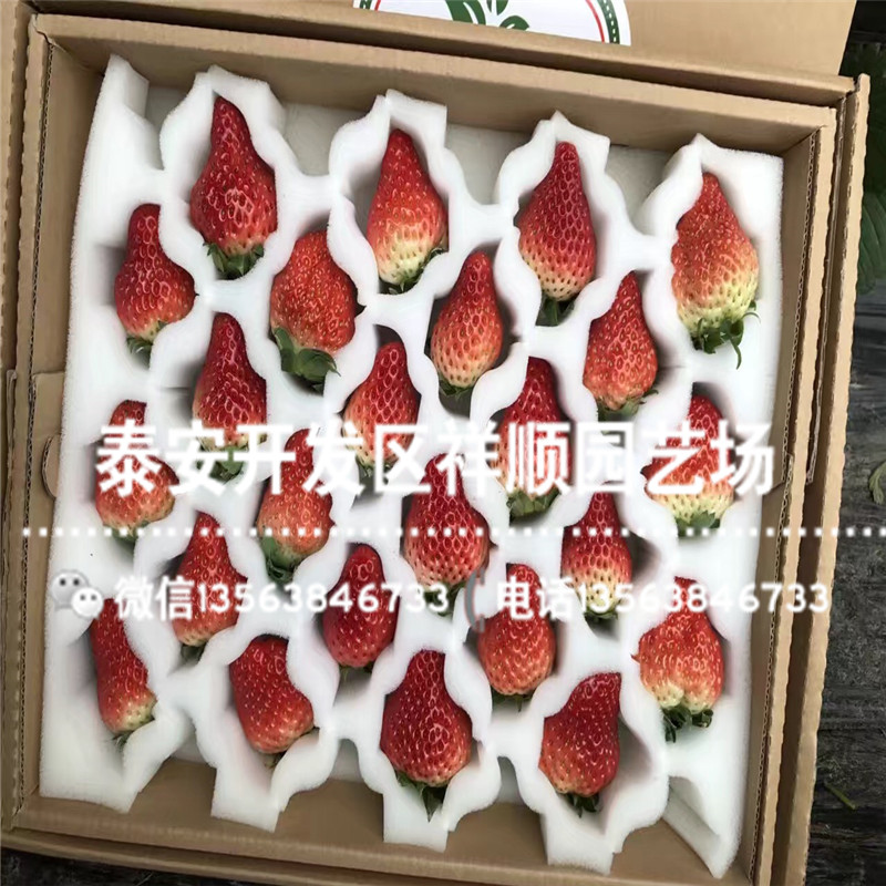 2019年四川草莓苗新品种、2019年四川草莓苗销售价格