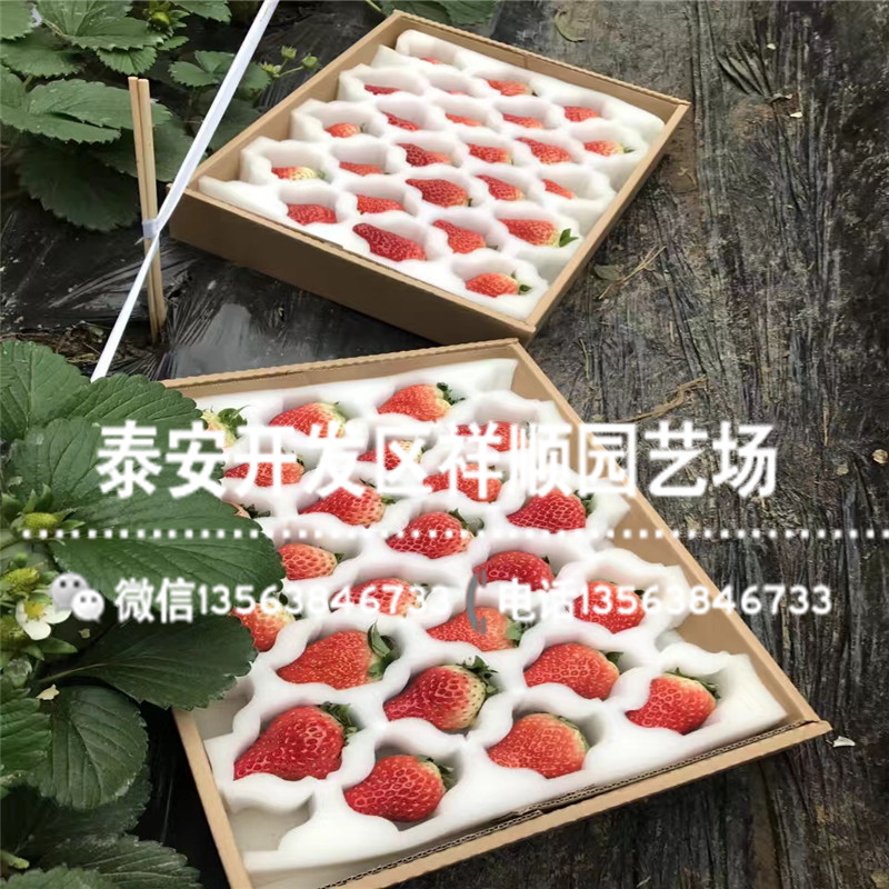 出售硕丰草莓苗多少钱一棵、硕丰草莓苗价格多少