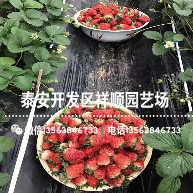 新品种隋珠草莓苗价格及报价、新品种隋珠草莓苗品种介绍
