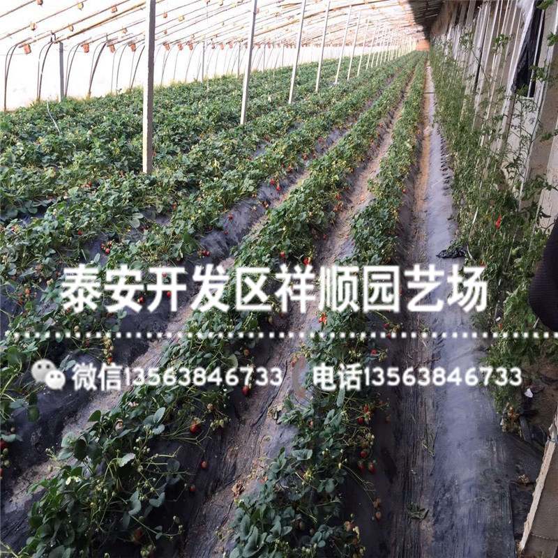 新品种组培草莓苗什么价格、组培草莓苗销售价格