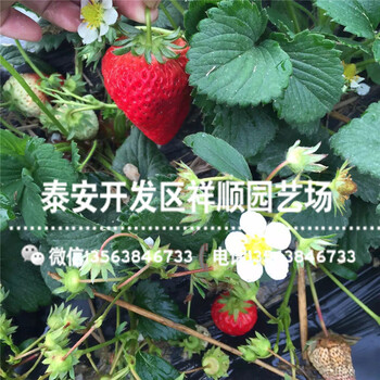 山口9號草莓苗什么價格、山口9號草莓苗價格多少