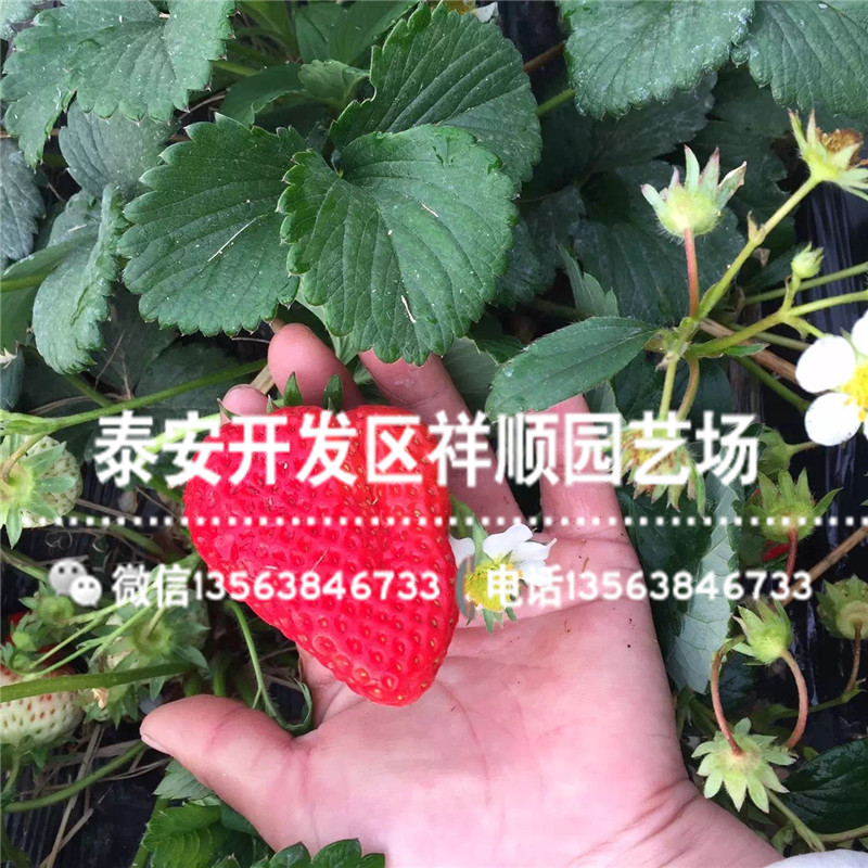 出售红玉草莓苗供应价格、2019年红玉草莓苗一棵多少钱