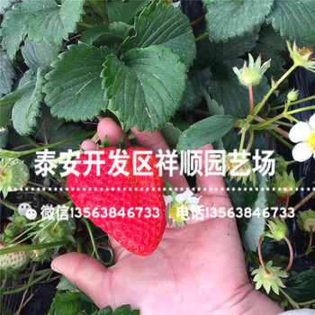 脱毒穴盘草莓苗价格、穴盘草莓苗批发基地