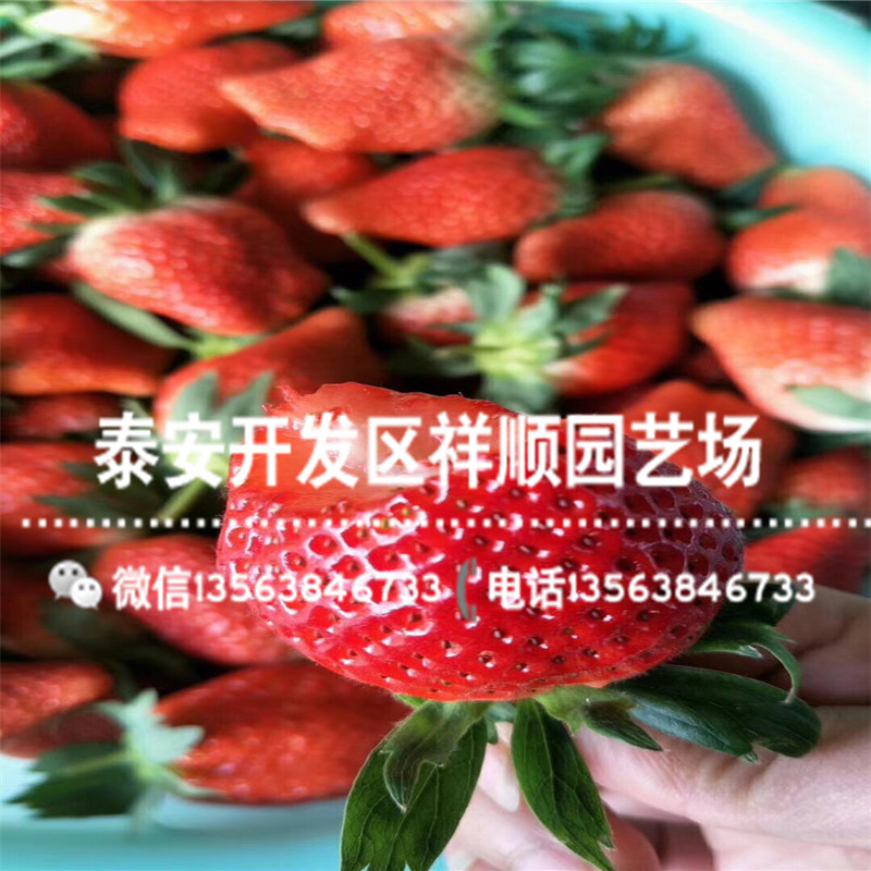 山东甜查理草莓苗什么价格、山东甜查理草莓苗一亩地种多少棵