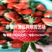 全明星草莓苗近期报价、新品种全明星草莓苗种植技术