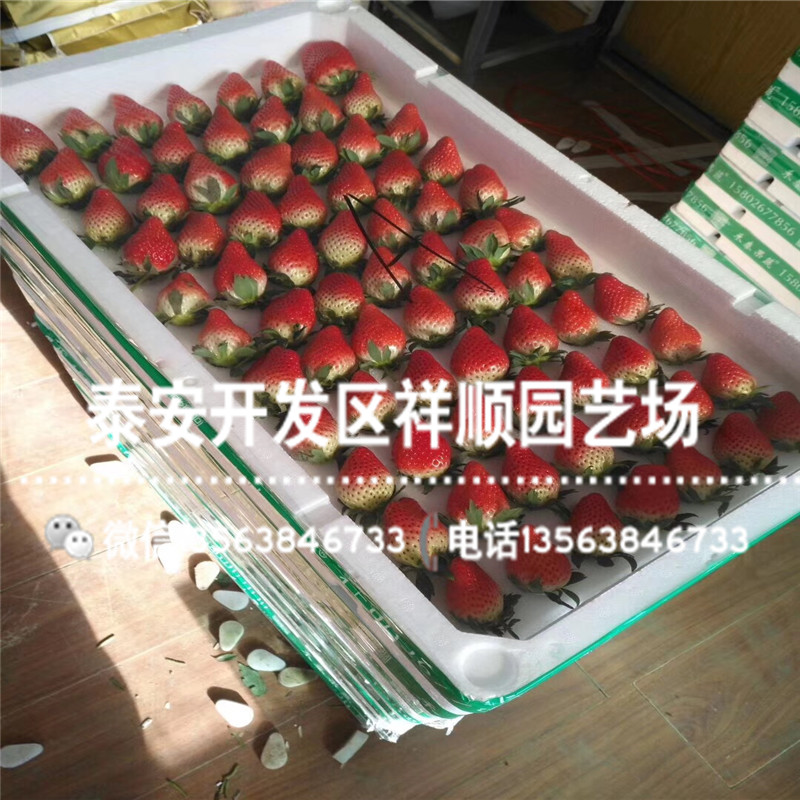 京藏草莓苗价格、新品种京藏草莓苗批发价格