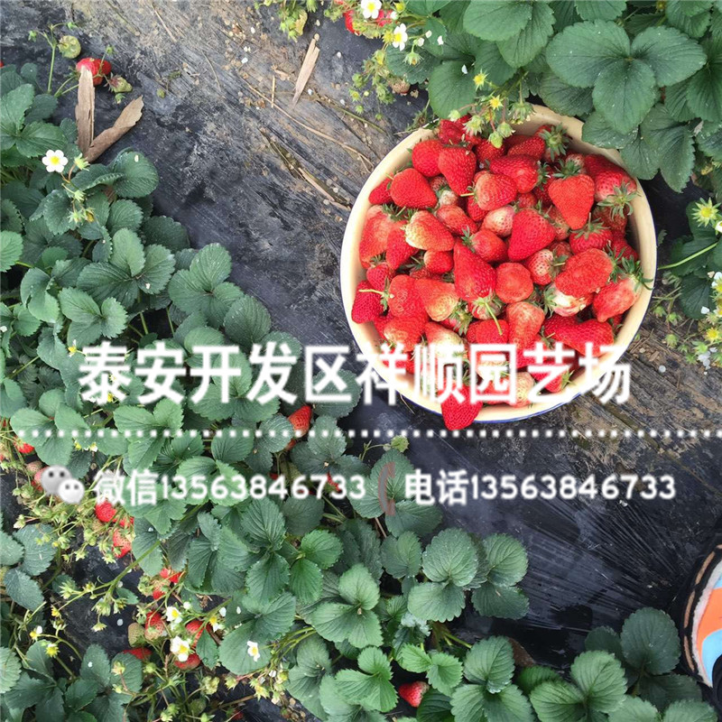 脱毒穴盘草莓苗什么地方卖、穴盘草莓苗品种介绍