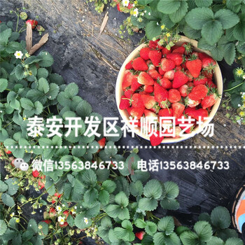 2019年白雪公主草莓苗新品种、白雪公主草莓苗销售价格