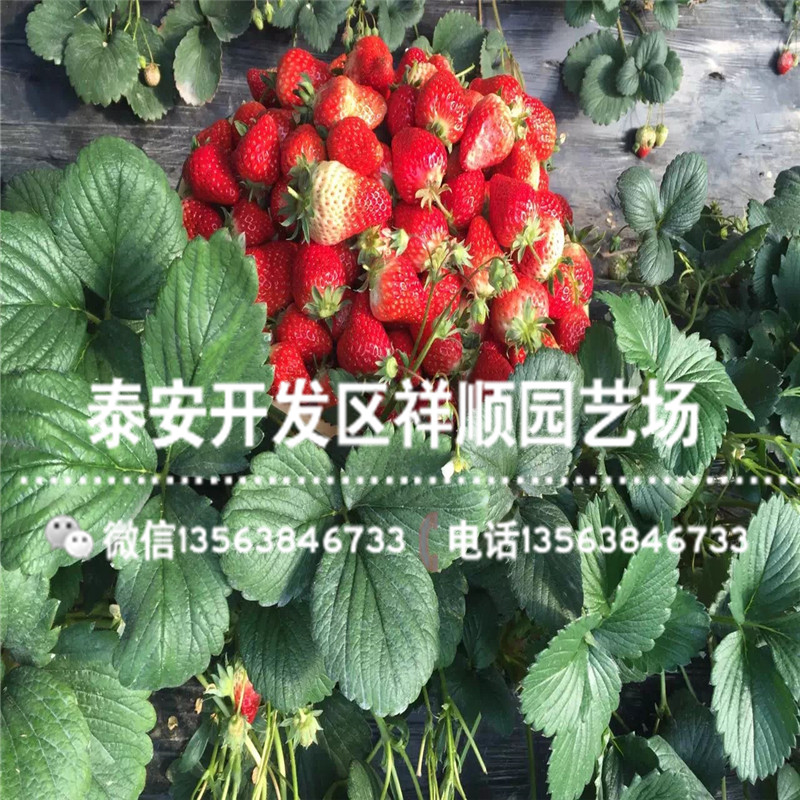 新品种隋珠草莓苗新品种、新品种隋珠草莓苗一亩地种多少棵