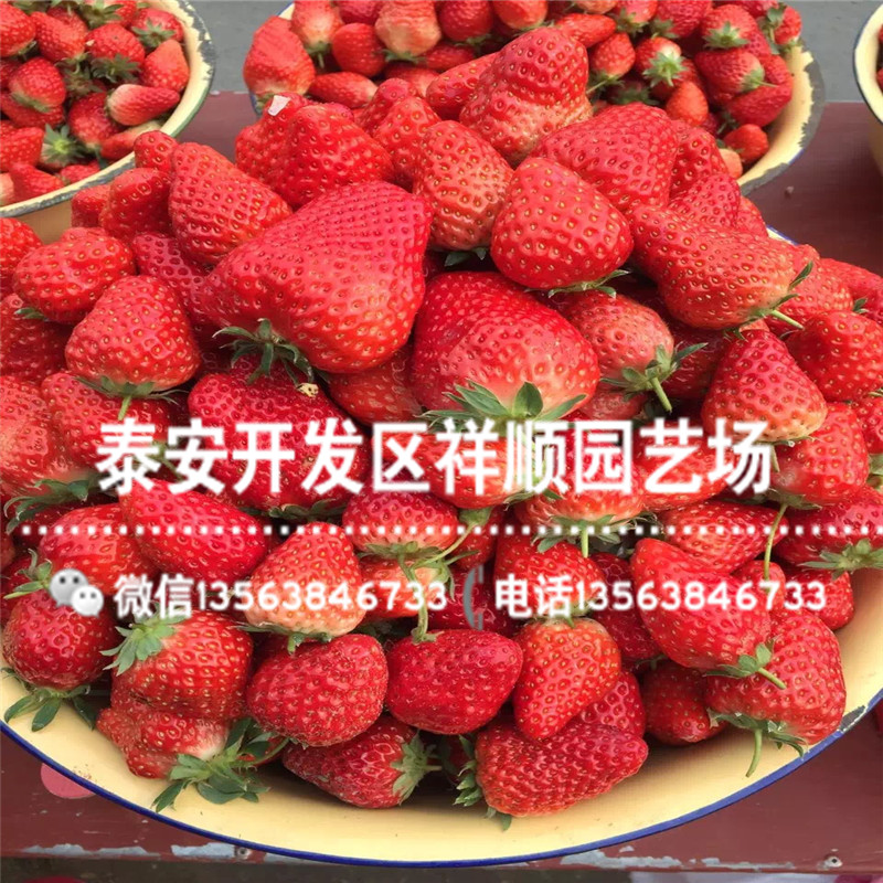 2019年四川草莓苗新品种、2019年四川草莓苗批发基地