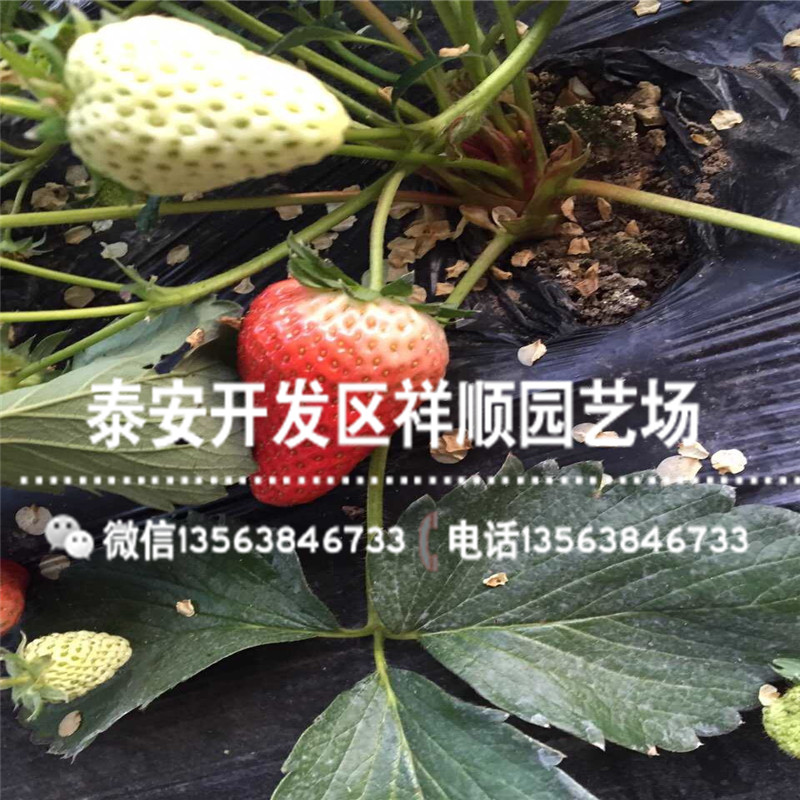 星都一号草莓苗新品种、星都一号草莓苗价格多少