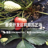 妙香草莓苗价格及报价、妙香草莓苗行情图片2