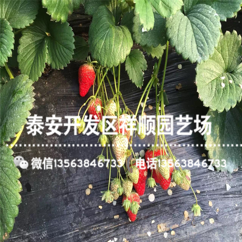 山東巧克力草莓苗出售價格、巧克力草莓苗批發(fā)價格