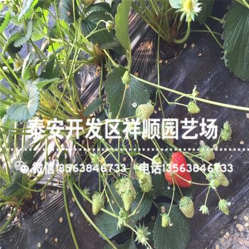 達賽草莓苗基地哪里有、2019年達賽草莓苗品種介紹