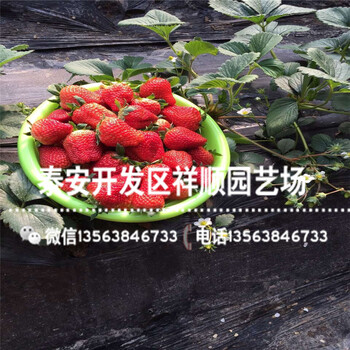 山東九天鴻運(yùn)草莓苗價(jià)格及報(bào)價(jià)、山東九天鴻運(yùn)草莓苗種植技術(shù)