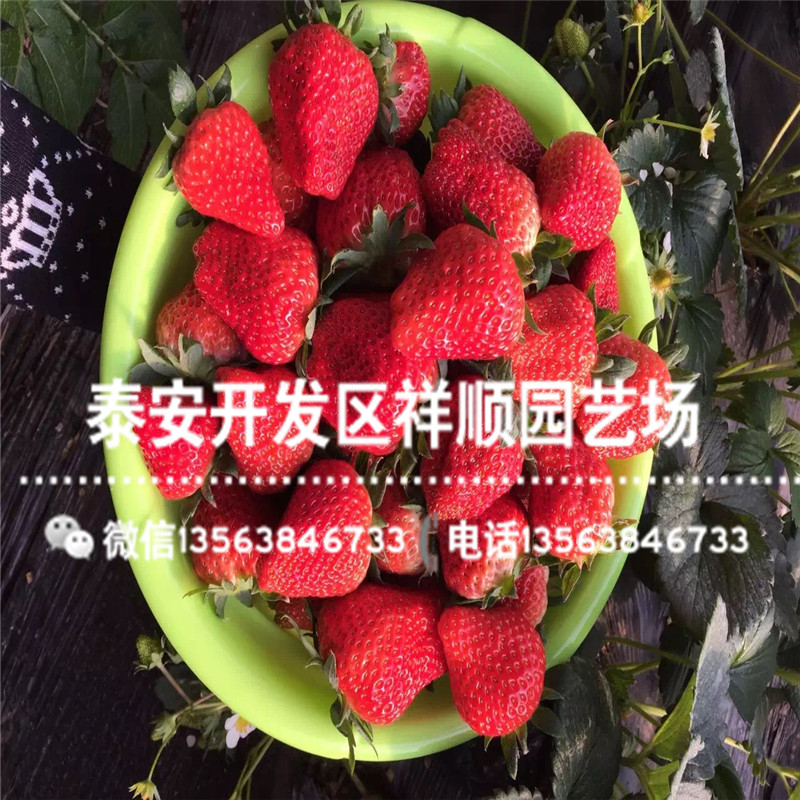 新品种宁玉草莓苗批发出售、宁玉草莓苗2019新报价