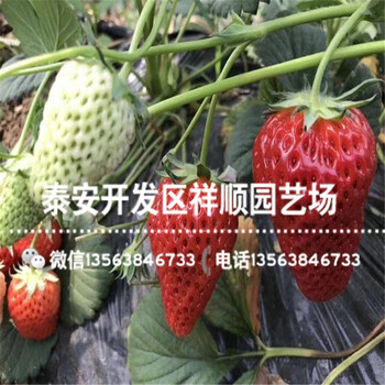 貴州草莓苗近期報(bào)價(jià)、貴州草莓苗一畝地種多少棵