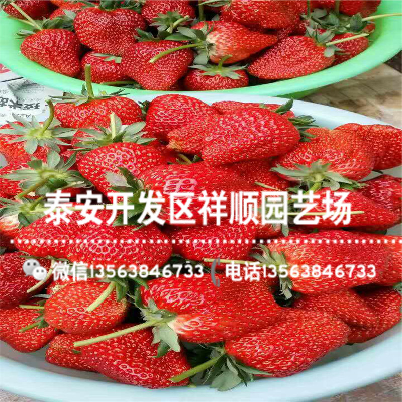 脱毒穴盘草莓苗什么地方卖、穴盘草莓苗品种介绍