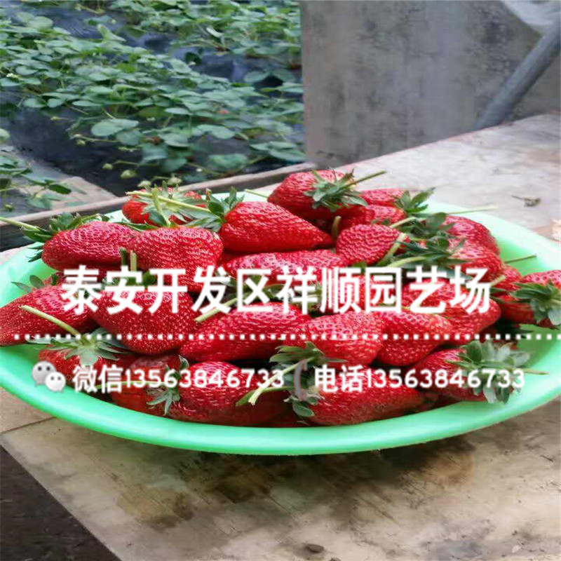 山口9号草莓苗多少钱一棵、山口9号草莓苗种植技术