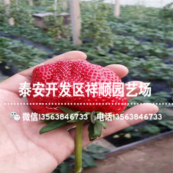 出售硕丰草莓苗批发出售、硕丰草莓苗种植技术