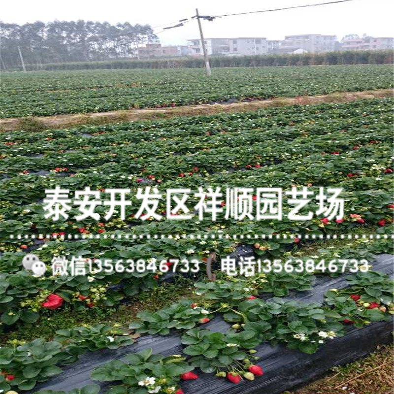 2019年四川草莓苗新品种、2019年四川草莓苗一亩地种多少棵