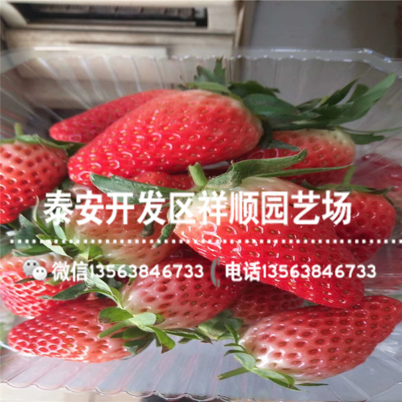 2019年红颜草莓苗哪里便宜、新品种红颜草莓苗行情
