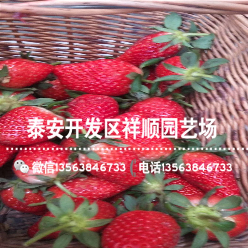 新品种隋珠草莓苗批发出售、新品种隋珠草莓苗2019新报价