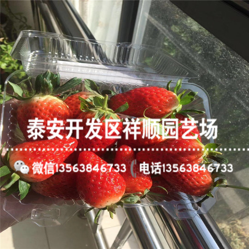 出售法兰地草莓苗价格、法兰地草莓苗价格多少