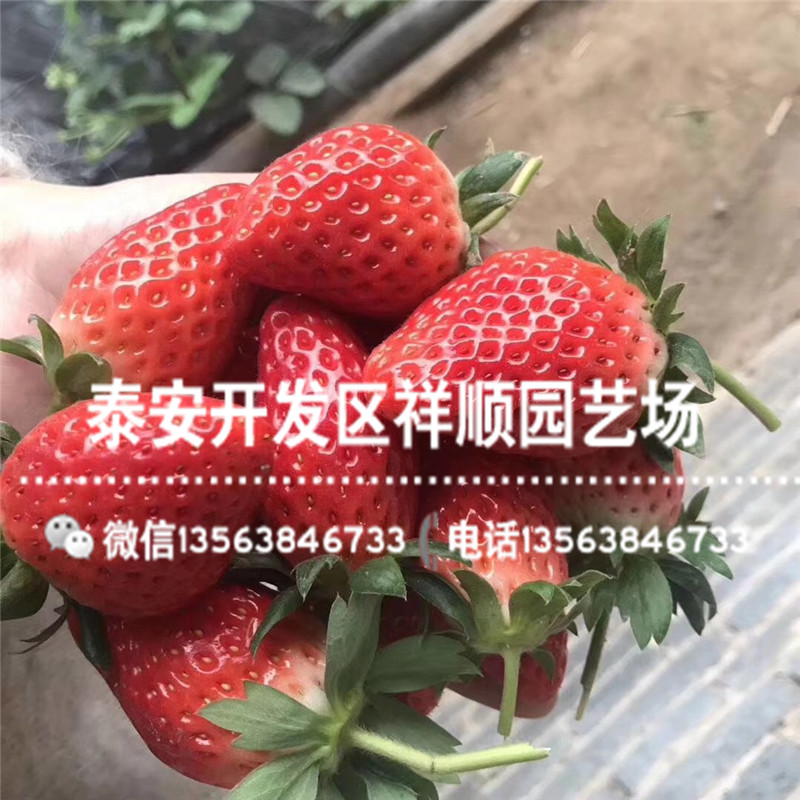 批发美十三草莓苗什么地方卖、美十三草莓苗一棵多少钱