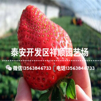 奶油草莓苗价格、新品种奶油草莓苗一棵多少钱