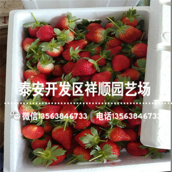 大地之宝草莓苗前景怎么样、大地之宝草莓苗出售价钱