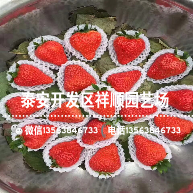 京留香草莓苗供应价格、京留香草莓苗出售价钱