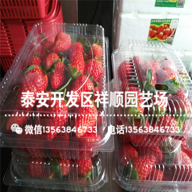 新品种菠萝蜜草莓苗基地哪里有、菠萝蜜草莓苗一棵多少钱