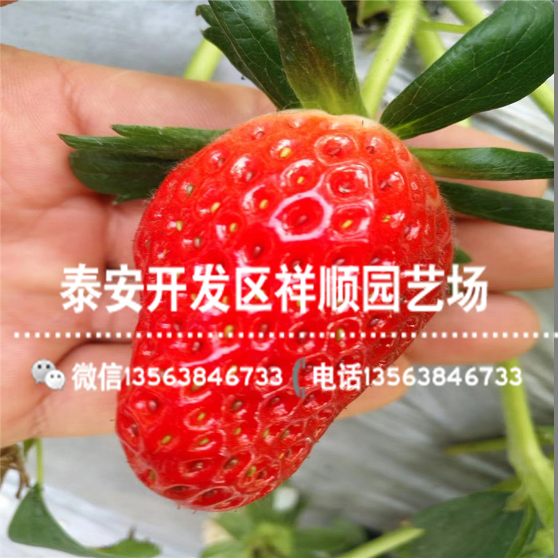 京留香草莓苗价格、京留香草莓苗2019新报价