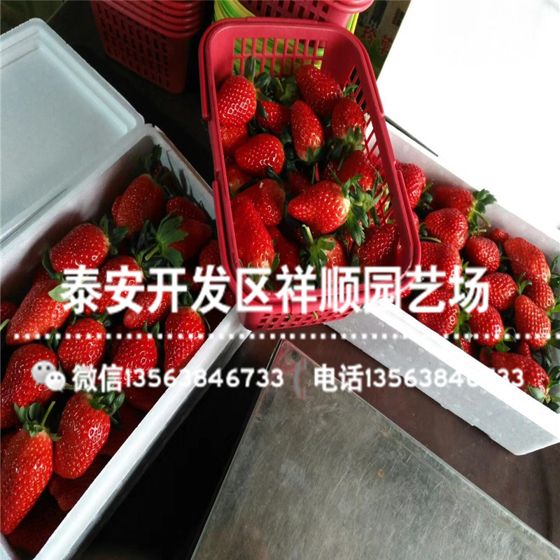 2019年红颜草莓苗出售基地、新品种红颜草莓苗多少钱