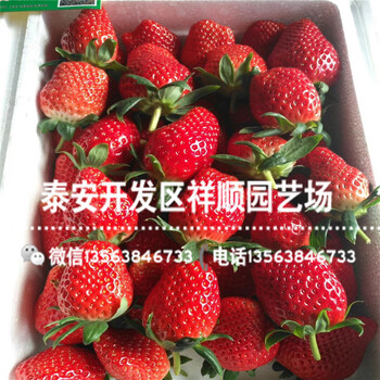 批发美十三草莓苗什么地方卖、美十三草莓苗一棵多少钱