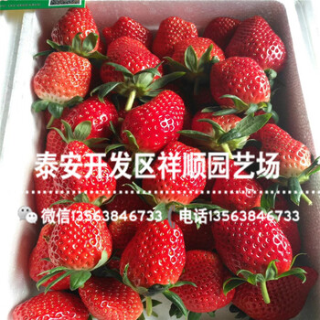 2019年四川草莓苗哪里有、2019年四川草莓苗出售價(jià)錢
