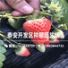出售红美实草莓苗多少钱一棵、红美实草莓苗种植技术