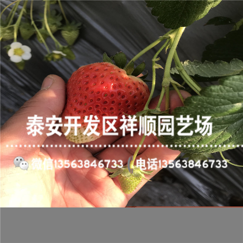 2019年四川草莓苗多少钱一棵、2019年四川草莓苗一棵多少钱