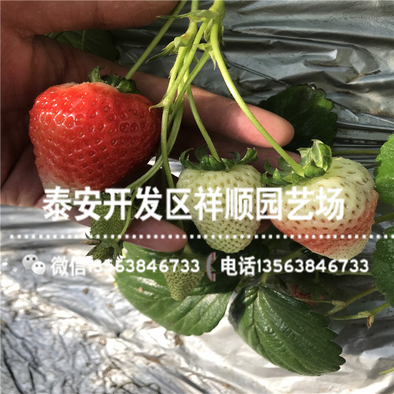 脱毒矮化草莓苗出售基地、矮化草莓苗上车价格