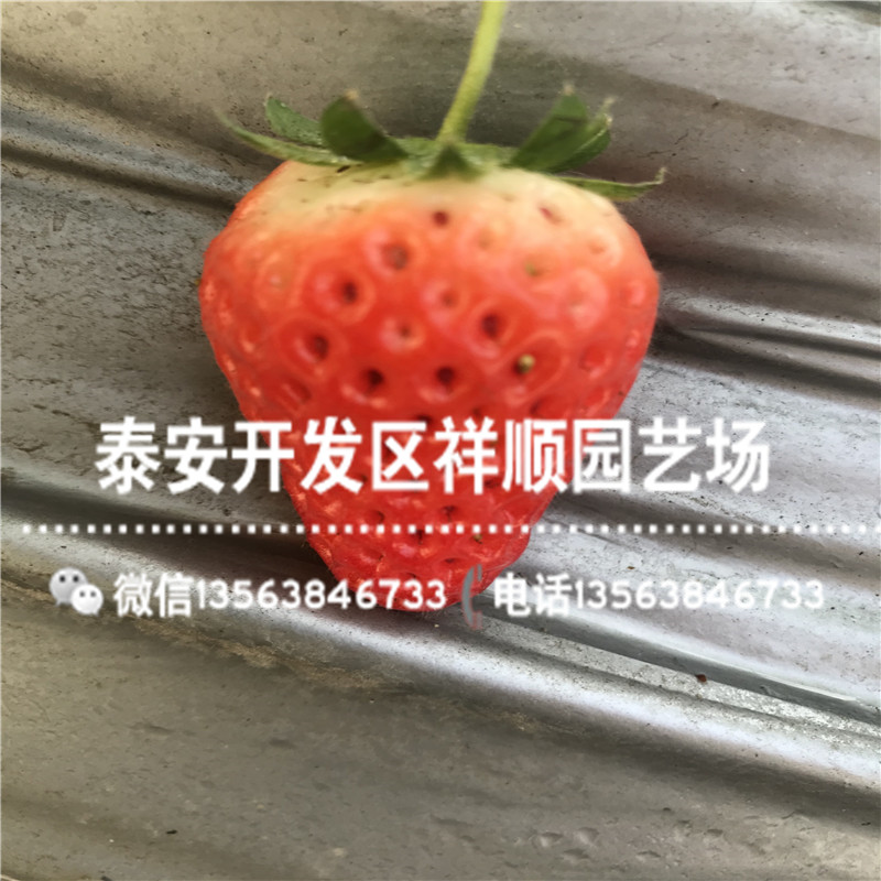 2019年甜宝草莓苗哪里有、2019年甜宝草莓苗种植技术