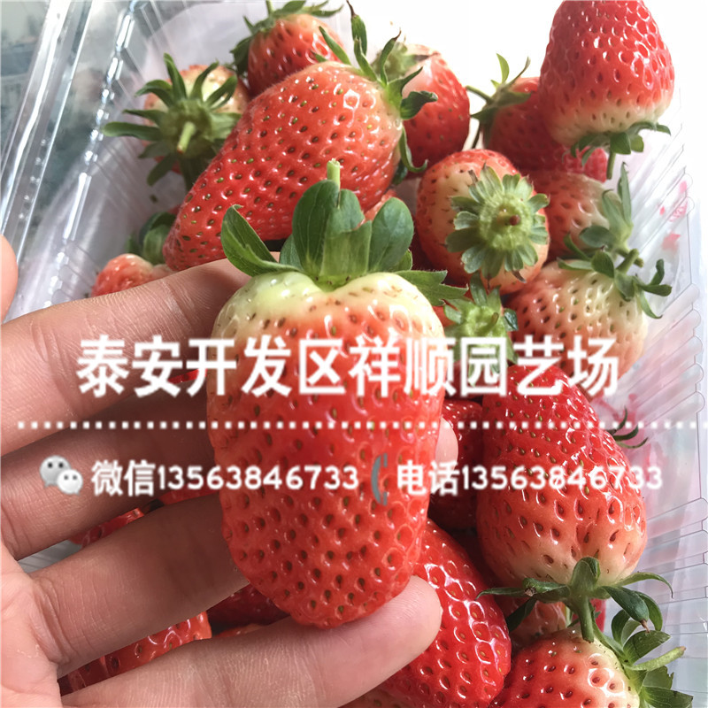 批发美十三草莓苗批发出售、美十三草莓苗销售价格