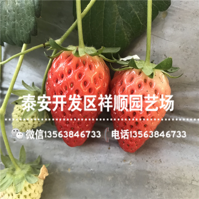 佐贺清香草莓苗多少钱一棵、佐贺清香草莓苗一棵多少钱