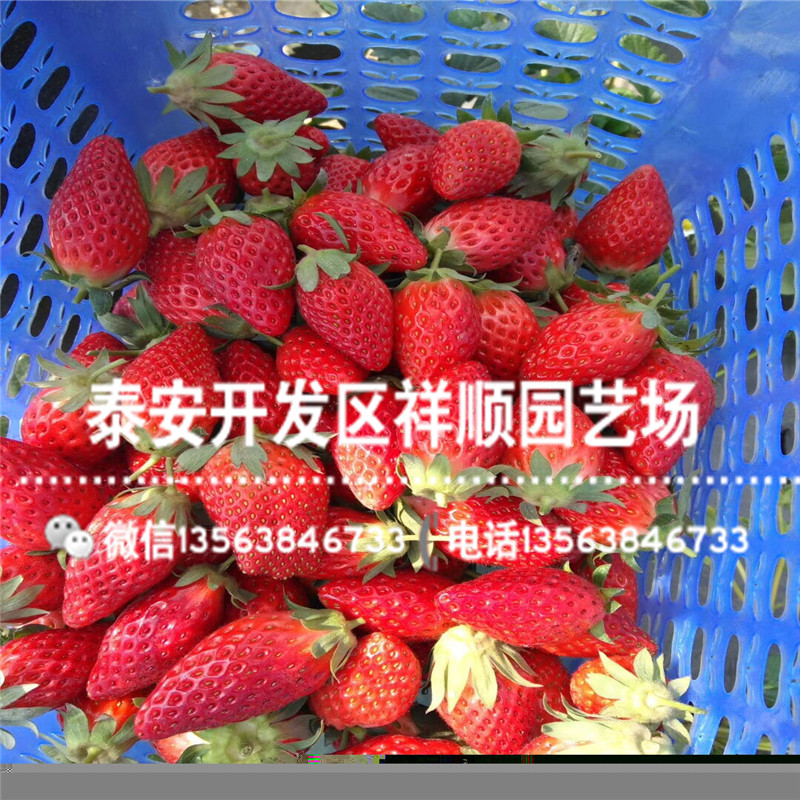 大地之宝草莓苗哪里便宜、大地之宝草莓苗一亩地种多少棵