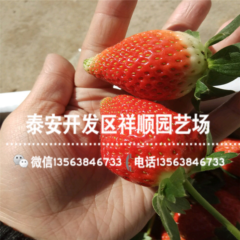 妙香7号草莓苗价格、妙香7号草莓苗多少钱