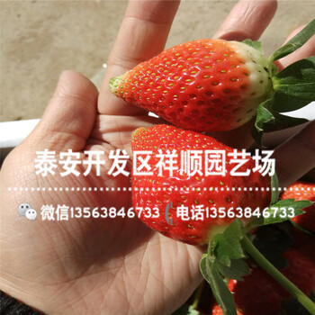 山东九天鸿运草莓苗多少钱一棵、山东九天鸿运草莓苗行情