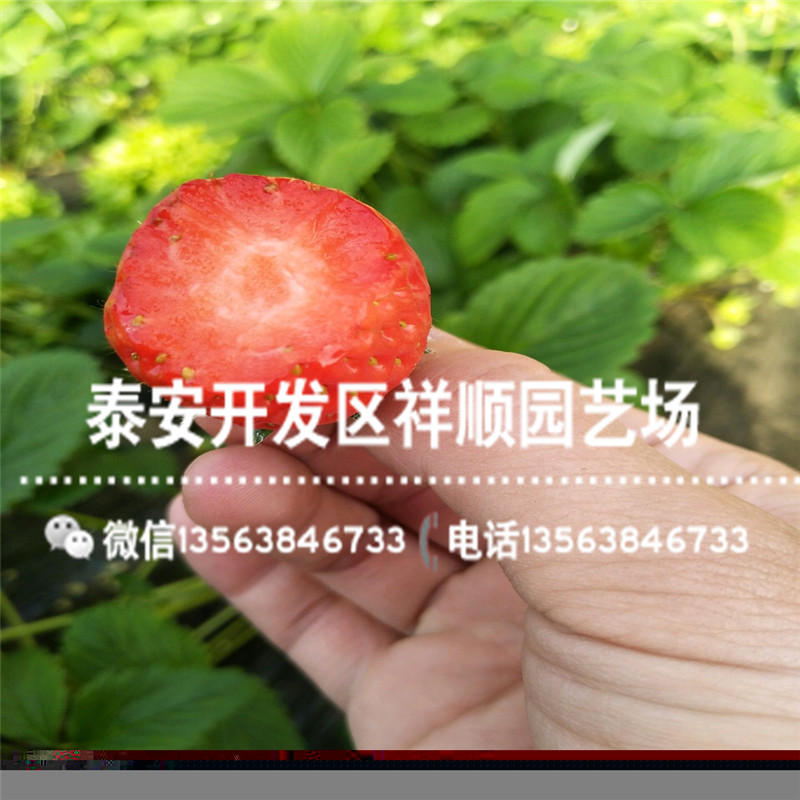 新品种隋珠草莓苗新品种、新品种隋珠草莓苗一亩地种多少棵