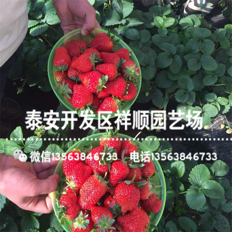 出售蒙特瑞草莓苗价格、蒙特瑞草莓苗附近哪里有