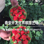 出售美德莱特草莓苗基地哪里有、美德莱特草莓苗销售价格图片3
