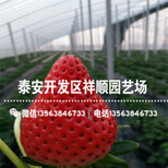 出售美德莱特草莓苗基地哪里有、美德莱特草莓苗销售价格图片4